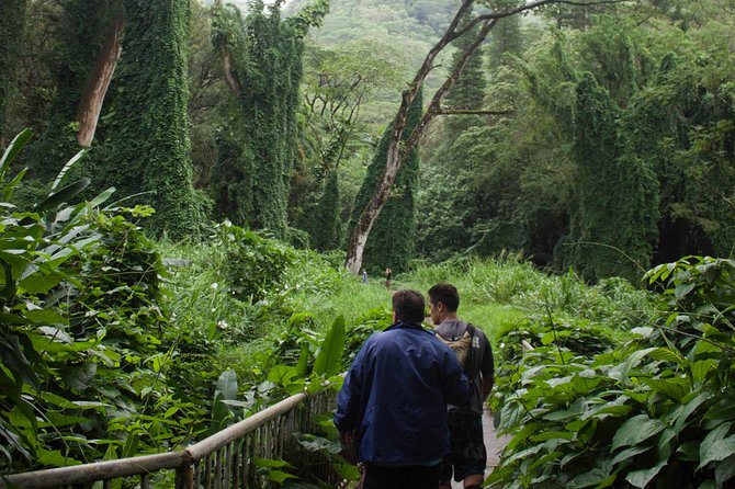 Manoa Falls Rainforest & Self-Guided Hike - How hard is the hike?