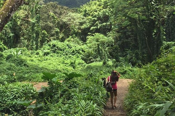 Manoa Falls Rainforest & Self-Guided Hike - Morning timing and trail crowds