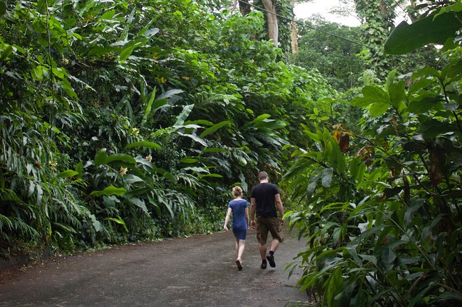 Manoa Falls Rainforest & Self-Guided Hike - The best parts of the experience