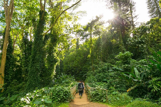 Manoa Waterfall Hike with Waikiki Pickup & Healthy Lunch - Entering the Manoa Valley rainforest