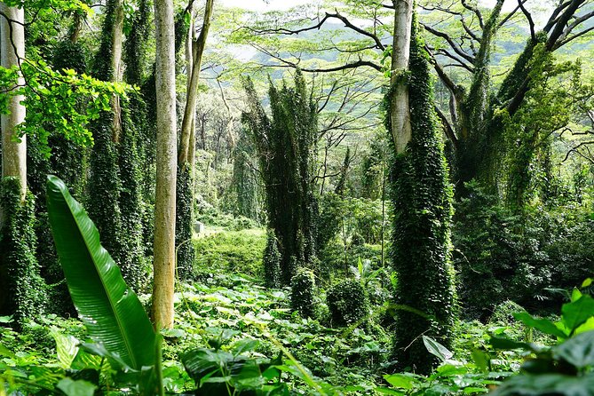 Manoa Waterfall Hike with Waikiki Pickup & Healthy Lunch - What the $107.10 price buys you