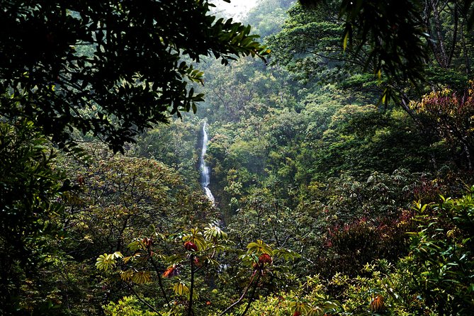 Manoa Waterfall Hike with Waikiki Pickup & Healthy Lunch - Should you book the Manoa Falls tour?