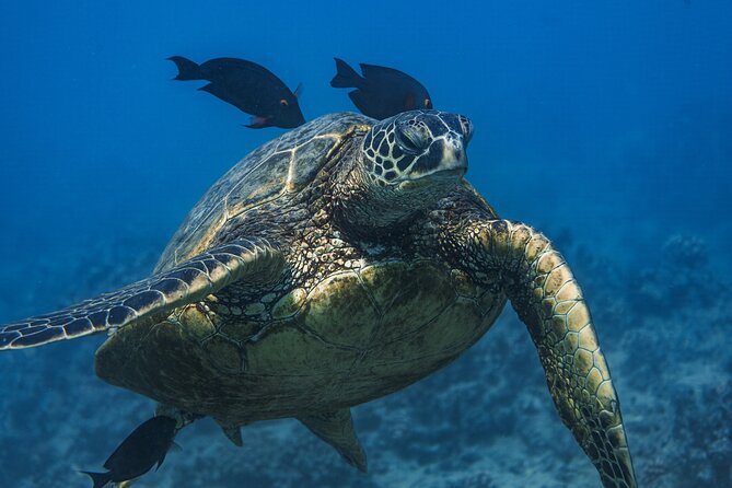 Moana’s Waikīkī Grand Guided Turtle Snorkel & Sailing Adventure - What the catamaran offers during the ride