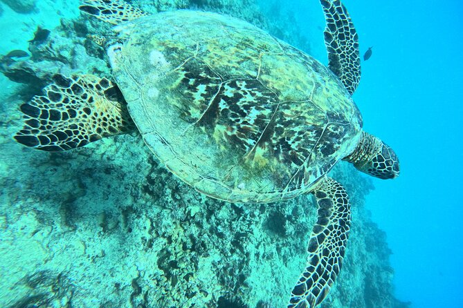 Moana’s Waikīkī Grand Guided Turtle Snorkel & Sailing Adventure - Water conditions and realistic expectations