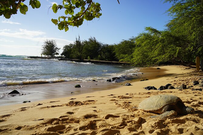 North Shore Surfing Lessons Oahu Hawaii - Who will enjoy this lesson most