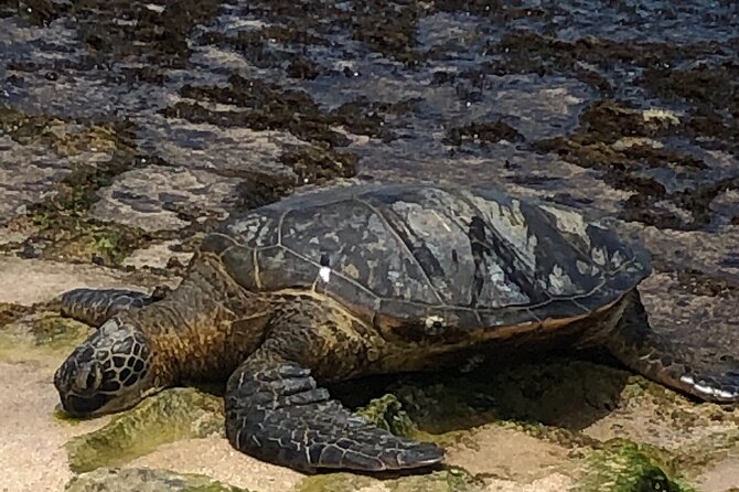 North Shore / Waimea, Falls Day & Swim with Turtles - Seeing sea turtles on the North Shore