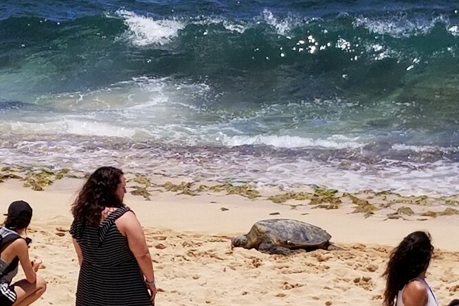 Northshore,Kailua,or Honolulu's Private Grand Circle Island Tour - North Shore: turtles, shrimp, and Haleiwa