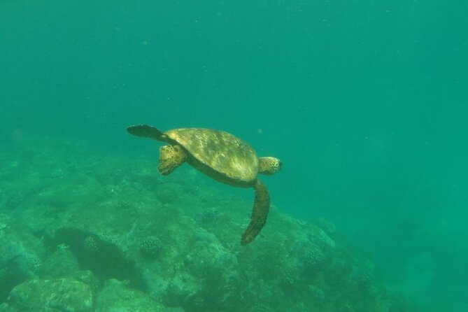 Northshore ocean adventure and circle islandJeep Tour- Guaranteed to see turtles - Laie Point and Kahuku add a wilder North Shore feel
