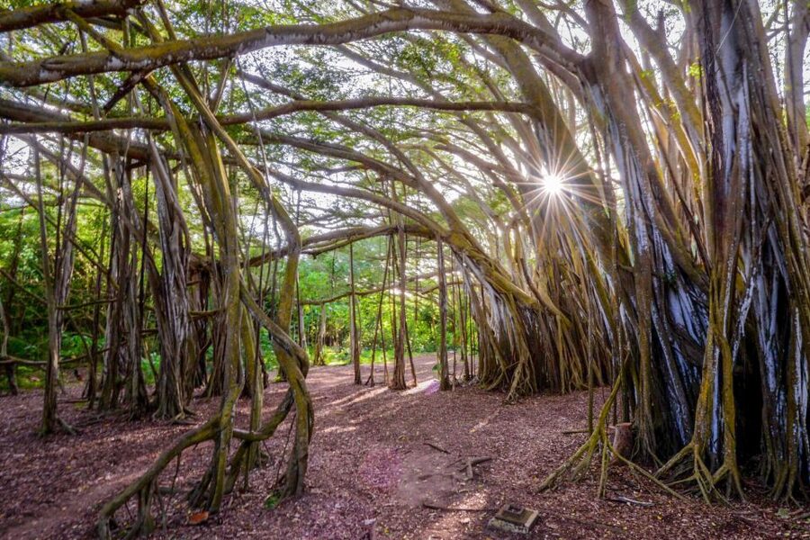 Oahu: 10-Hour Sunrise & Island Tour — Perfect First Day - Nuʻuanu Pali, bakery treats, and Byodo-In Temple
