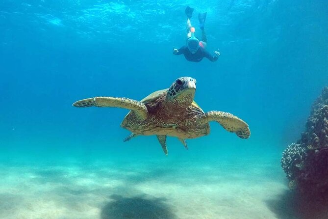 Oahu 5-in-1 Deluxe Cruise: Turtle Snorkeling & Ocean Activities - Food, drinks, and what to bring