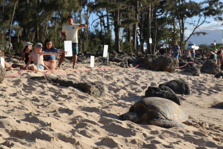 Oahu: Active Circle Island Tour - Why this full-day Oahu route works