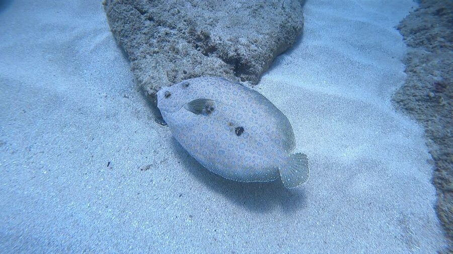 Oahu: Beginner SCUBA Dive at Electric Beach - The 45-minute safety briefing
