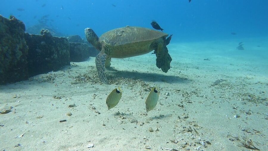 Oahu: Beginner SCUBA Dive at Electric Beach - About one hour along the reef