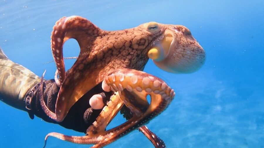 Oahu: Beginner SCUBA Dive at Electric Beach - Underwater photos without carrying a camera
