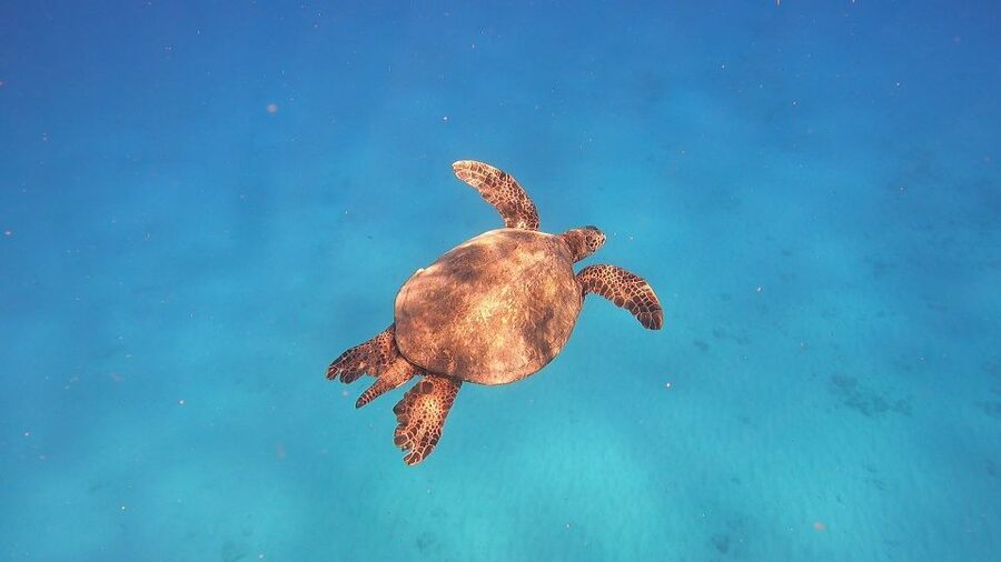 Oahu: Beginner SCUBA Dive at Electric Beach - Who should book this experience