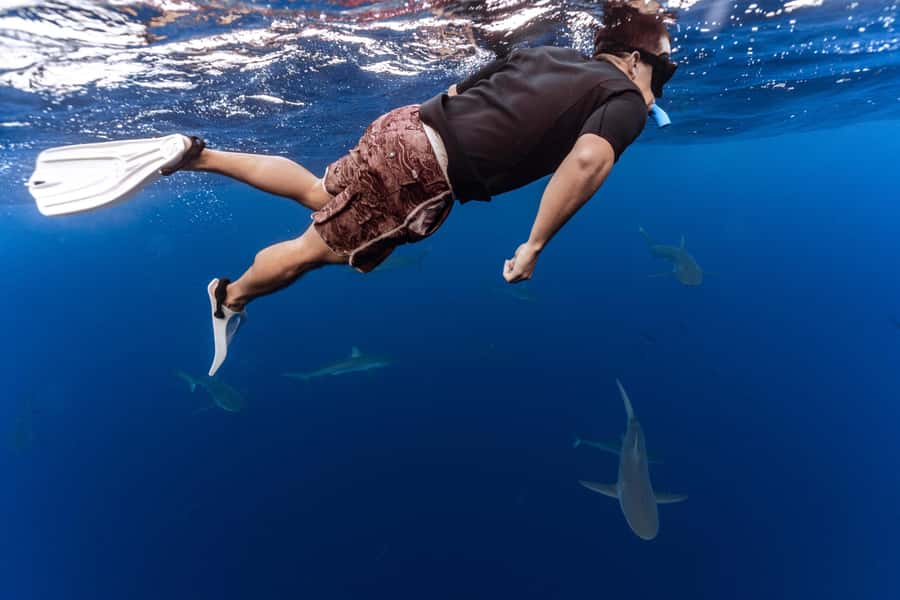 Oahu: Cageless Shark Dive Adventure - Meeting the sharks off Oahu’s North Shore