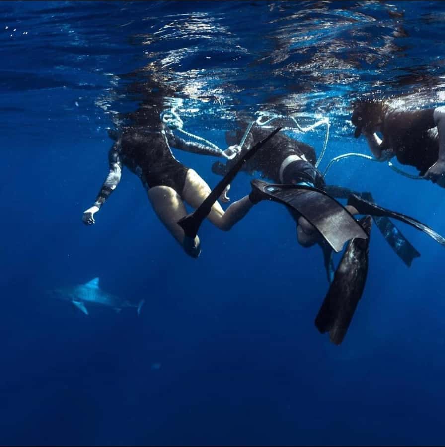 Oahu: Cageless Shark Dive Adventure - Forty-five minutes with sharks, not a rushed photo stop