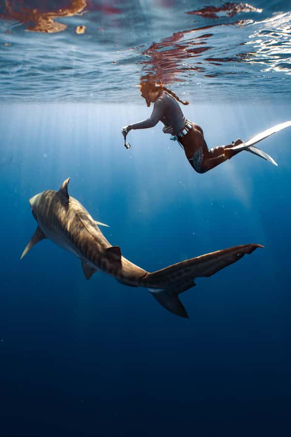 Oahu: Cageless Shark Dive Adventure - Safety is the difference between fear and respect