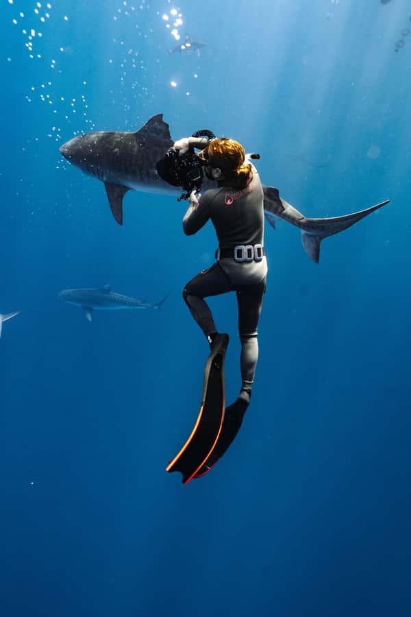 Oahu: Cageless Shark Dive Adventure - What else might appear beneath the boat