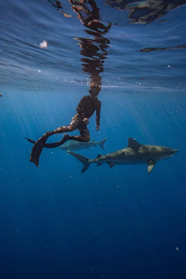 Oahu: Cageless Shark Dive Adventure - The return to Haleiwa and the practical details