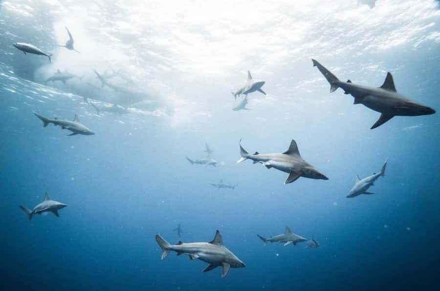 Oahu: Cageless Shark Dive Adventure - Is the $121 price fair?