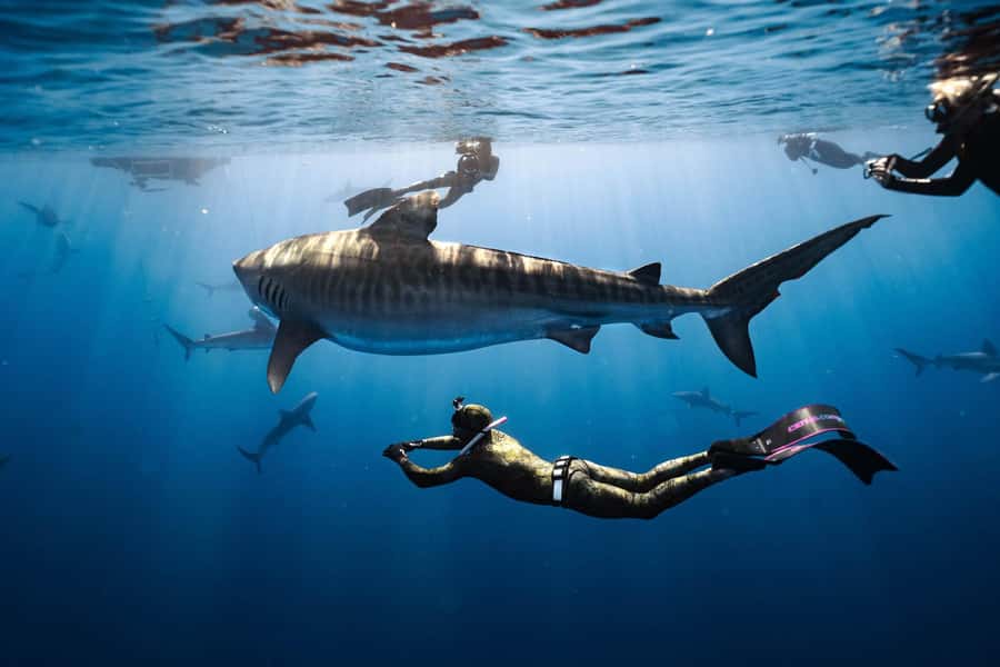 Oahu: Cageless Shark Dive Adventure - From 66-105 Haleiwa Road to the blue water
