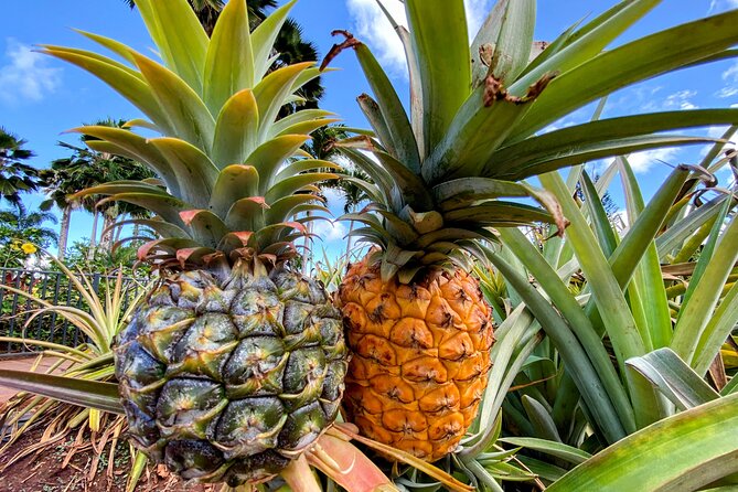 Oahu Circle Island Small Group Tour - Timing, comfort, and practical planning