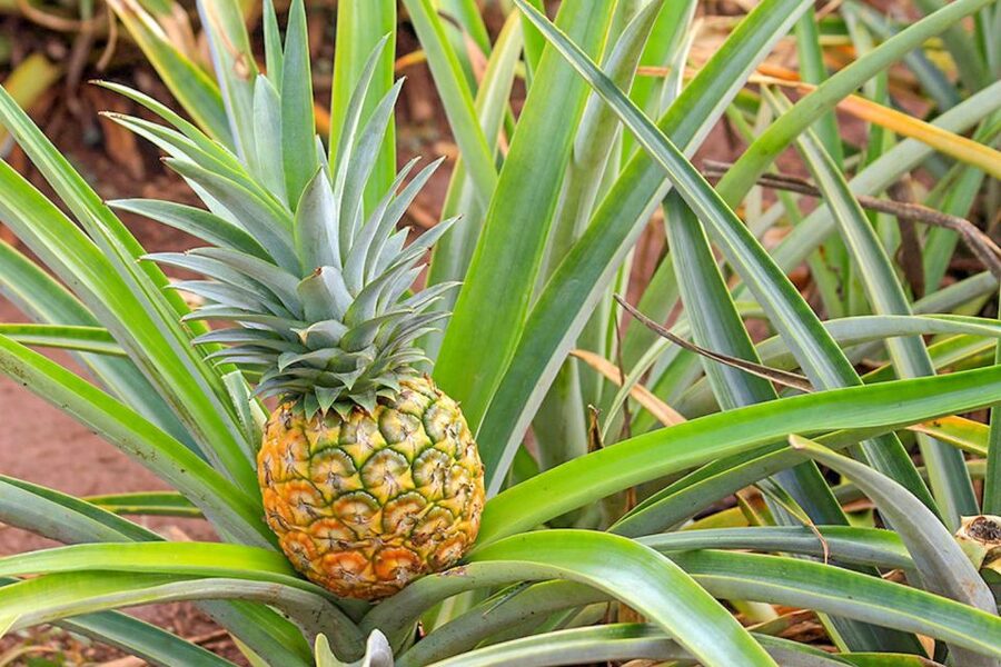 Oahu: Circle Island Top Sights Full-Day Tour w/ Local Guide - Dole Plantation is a brief final stop