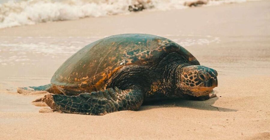 Oahu Circle Island Tour - Best Spots & Beaches - What this Oahu circle tour really offers