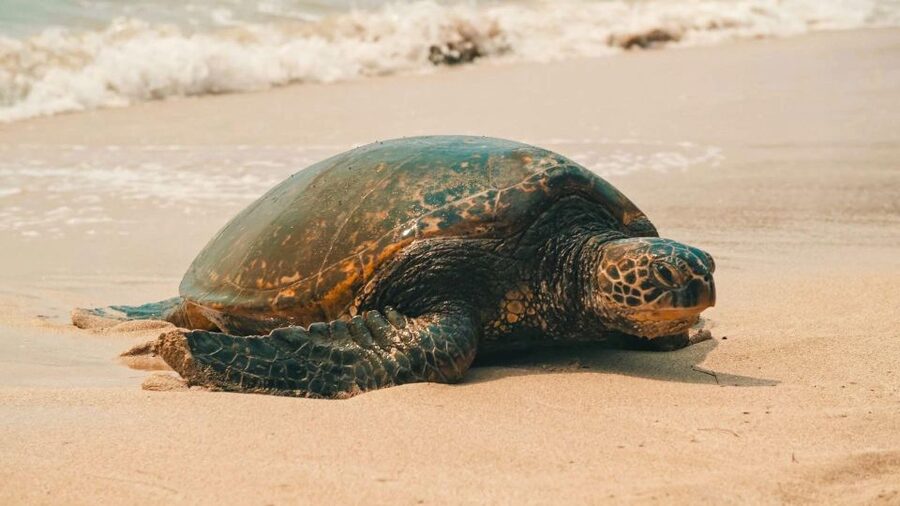 Oahu Circle Island Tour - Best Spots & Beaches - Diamond Head, Koko Head, and the southeast coast