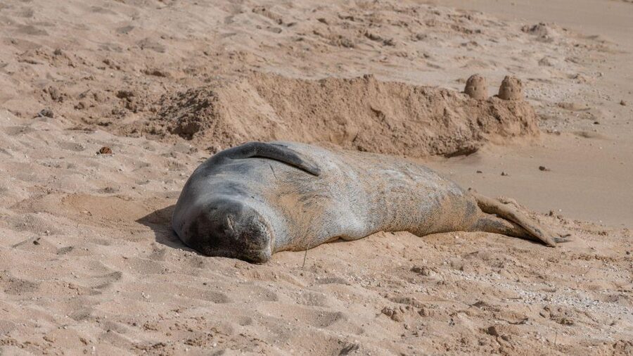 Oahu Circle Island Tour - Best Spots & Beaches - The guides make the long day easier