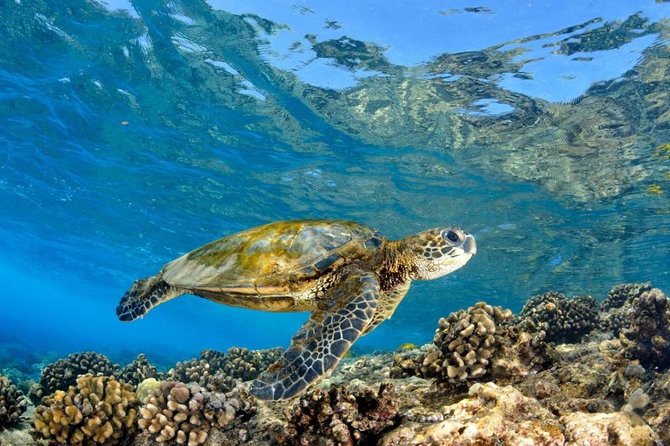 Oahu Circle Island Tour with Turtle Snorkeling— Small-Groups - Tropical Farms and macadamia tastings