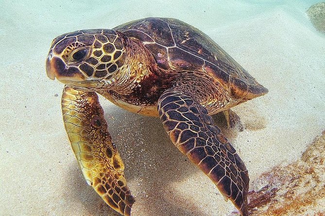 Oahu Circle Island Tour with Turtle Snorkeling— Small-Groups - Sunset Beach and the North Shore