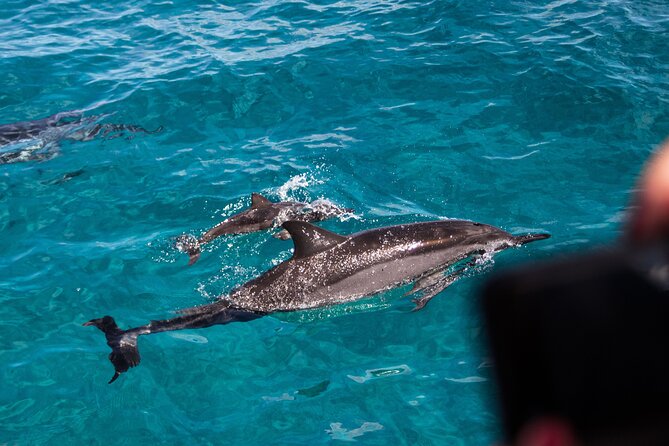 Oahu Dolphin and Snorkel Tour with Waikiki Pickup & Lunch - Wild spinner dolphins off Oahu’s west coast