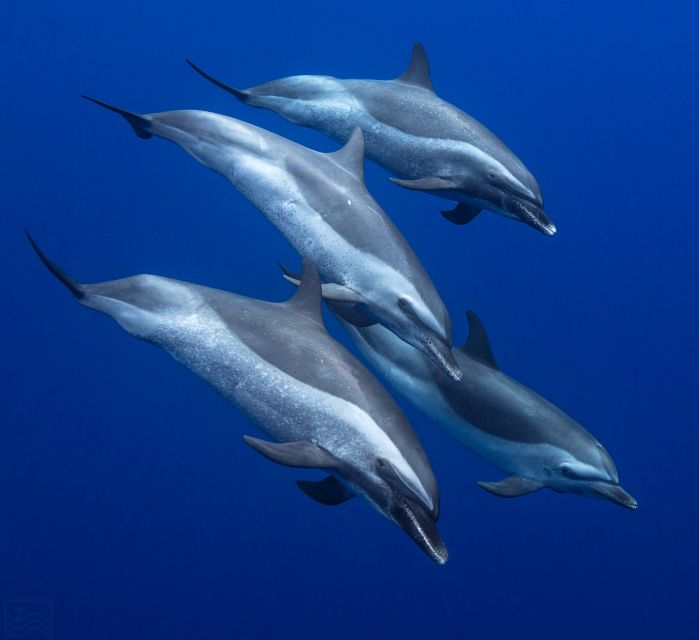Oahu: Dolphin Swim and Turtle Snorkel Excursion in Waianae - Key points at a glance
