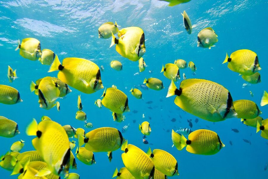 Oahu: Dolphin Swim and Turtle Snorkel Excursion in Waianae - Practical tips for a better day