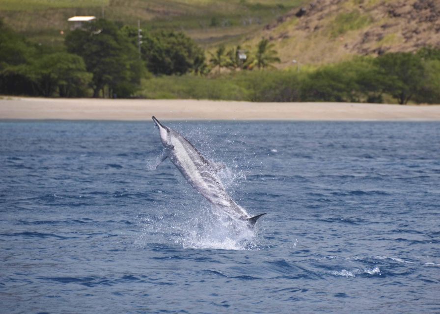 Oahu: Dolphin Swim and Turtle Snorkel Excursion in Waianae - Why this Waianae cruise feels different