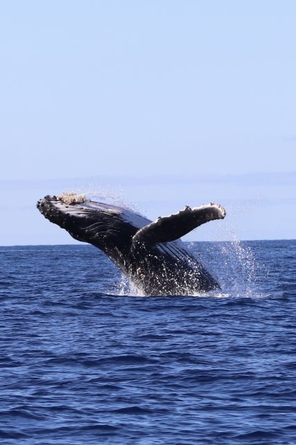 Oahu: Dolphin Swim and Turtle Snorkel Excursion in Waianae - The Waianae safety briefing
