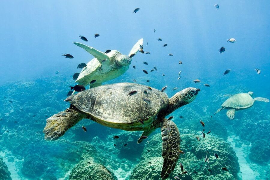 Oahu: Dolphin Swim and Turtle Snorkel Excursion in Waianae - What comes with the $193 price