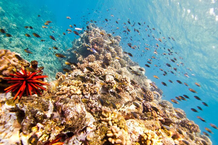 Oahu: Dolphin Swim and Turtle Snorkel Excursion in Waianae - The boat ride and comfort level