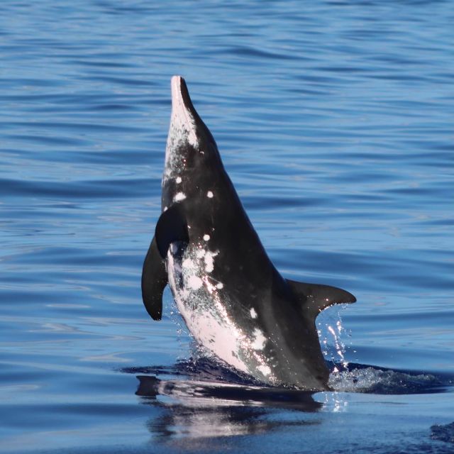 Oahu: Dolphin Swim and Turtle Snorkel Excursion in Waianae - Who should book this experience