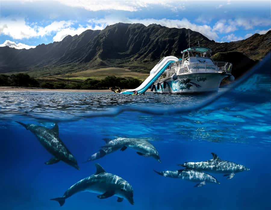 Oahu: Dolphin Watching & Turtle Snorkeling with Waterslide - Key points to know before you book