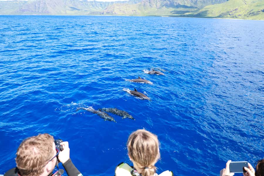 Oahu: Dolphin Watching & Turtle Snorkeling with Waterslide - Who will enjoy this cruise most