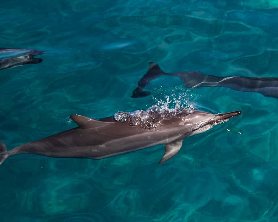 Oahu: Dolphin Watching & Turtle Snorkeling with Waterslide - Why Oahu’s west coast is the right setting