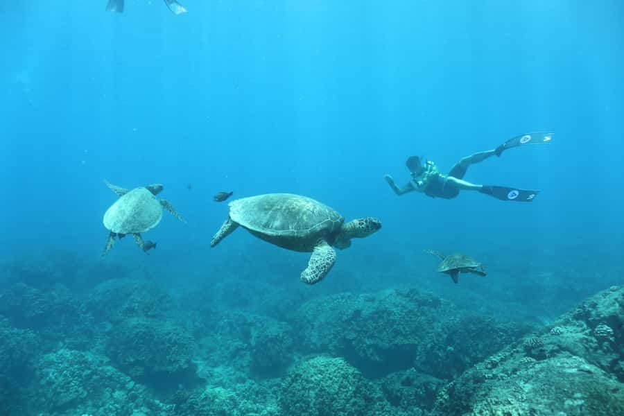 Oahu: Dolphin Watching & Turtle Snorkeling with Waterslide - How the $190 price stacks up