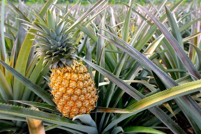 Oahu Grand Circle Island: Discover the Heart & Soul of Hawaii - Kualoa, Laie, and the lunch decision