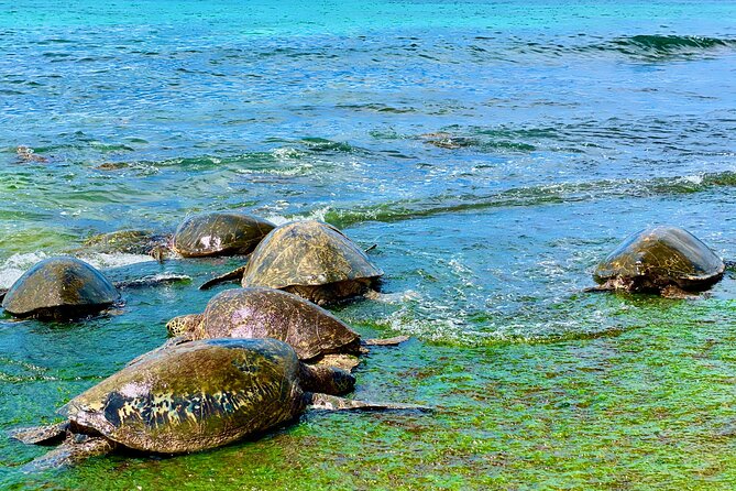 Oahu Guided Circle Island Tour, Swim w/ Turtles, Dole, Blowhole - Who gets good value at $118.79