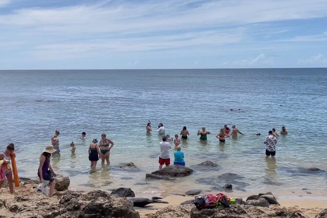 Oahu Guided Circle Island Tour, Swim w/ Turtles, Dole, Blowhole - The Windward coast, macadamia coffee, and Mokoliʻi Island