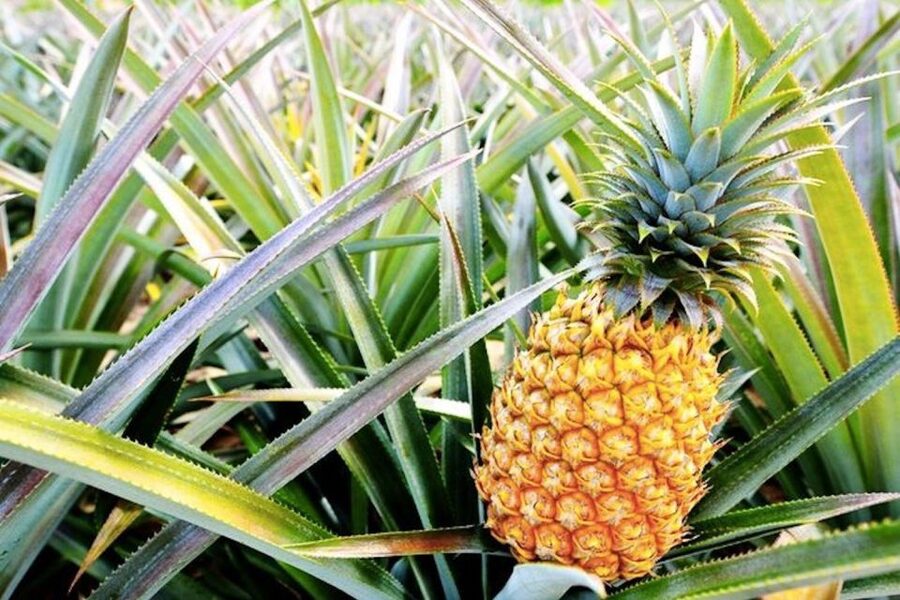 Oahu: Guided Tour of North Shore and Waimea Botanical Garden - Shrimp, Fruit, and a Practical Lunch Break