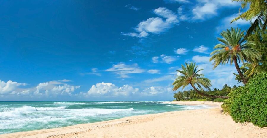 Oahu: Guided Tour of North Shore and Waimea Botanical Garden - Dole Plantation and the Pineapple Finish